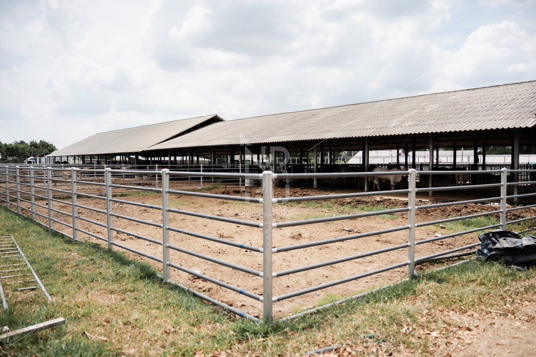 YZ Beef Cattle Farm in Si Khio District (10)